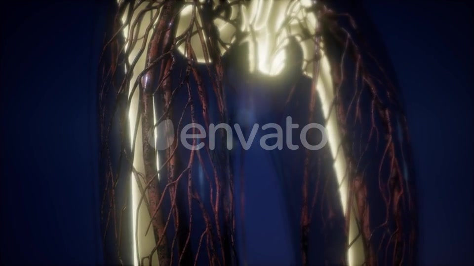 Human Body with Visible Skeletal Bones - Download Videohive 21674398