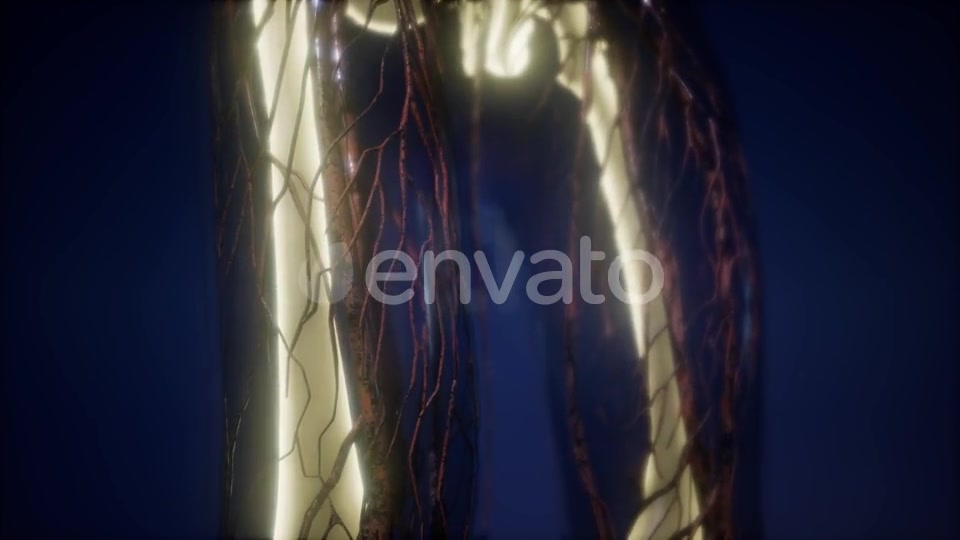 Human Body with Visible Skeletal Bones - Download Videohive 21674398