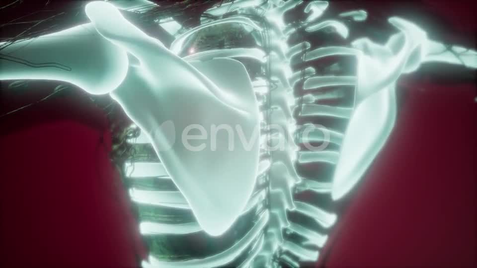 Human Body with Visible Skeletal Bones - Download Videohive 21722129