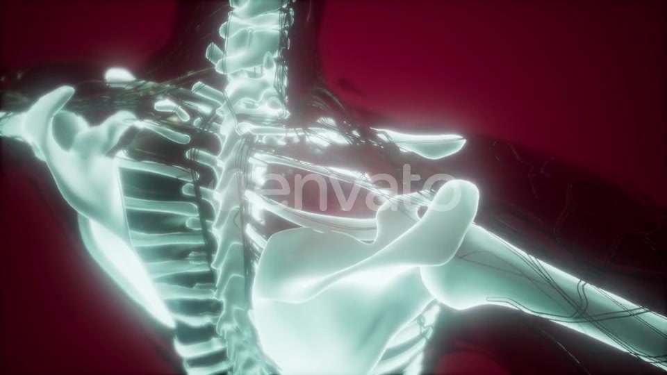 Human Body with Visible Skeletal Bones - Download Videohive 21722129