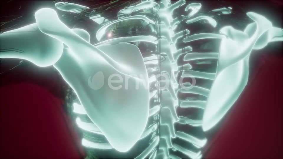 Human Body with Visible Skeletal Bones - Download Videohive 21722129