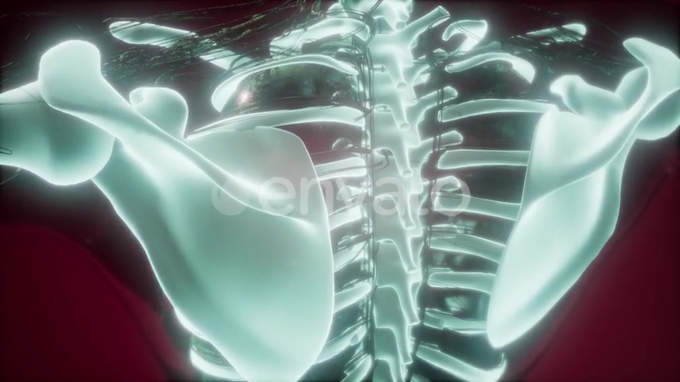 Human Body with Visible Skeletal Bones - Download Videohive 21722129