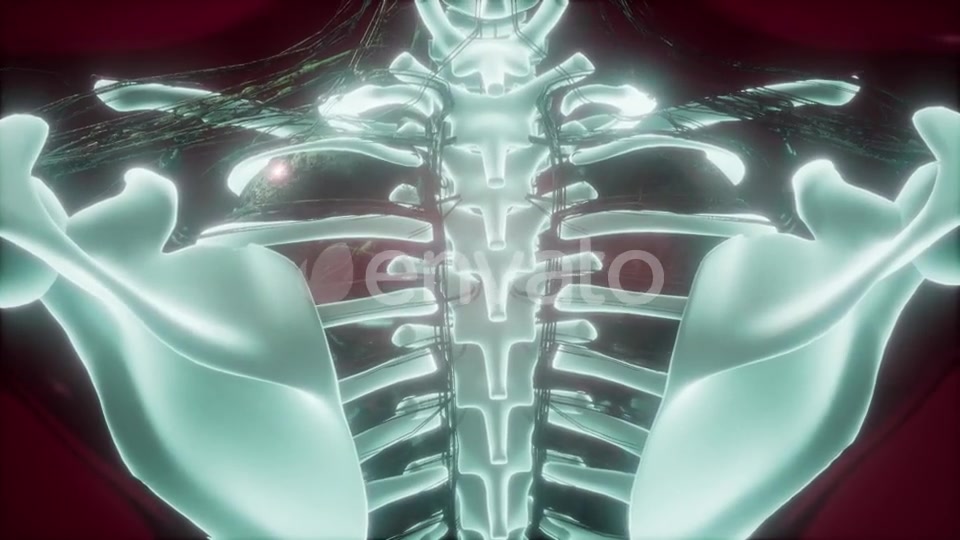 Human Body with Visible Skeletal Bones - Download Videohive 21722129