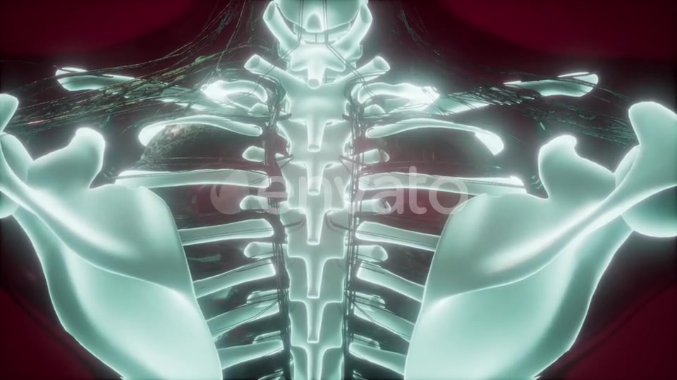 Human Body with Visible Skeletal Bones - Download Videohive 21722129