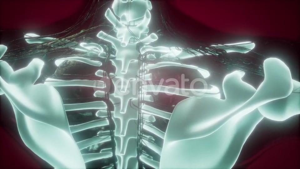 Human Body with Visible Skeletal Bones - Download Videohive 21722129