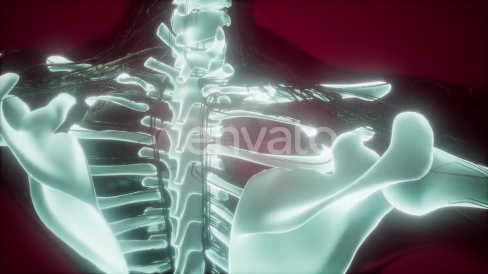 Human Body with Visible Skeletal Bones - Download Videohive 21722129