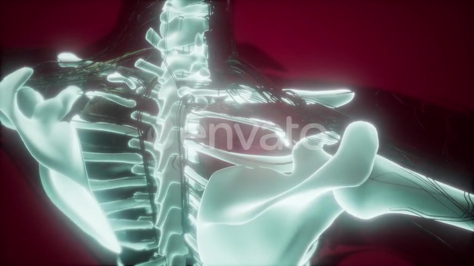 Human Body with Visible Skeletal Bones - Download Videohive 21722129