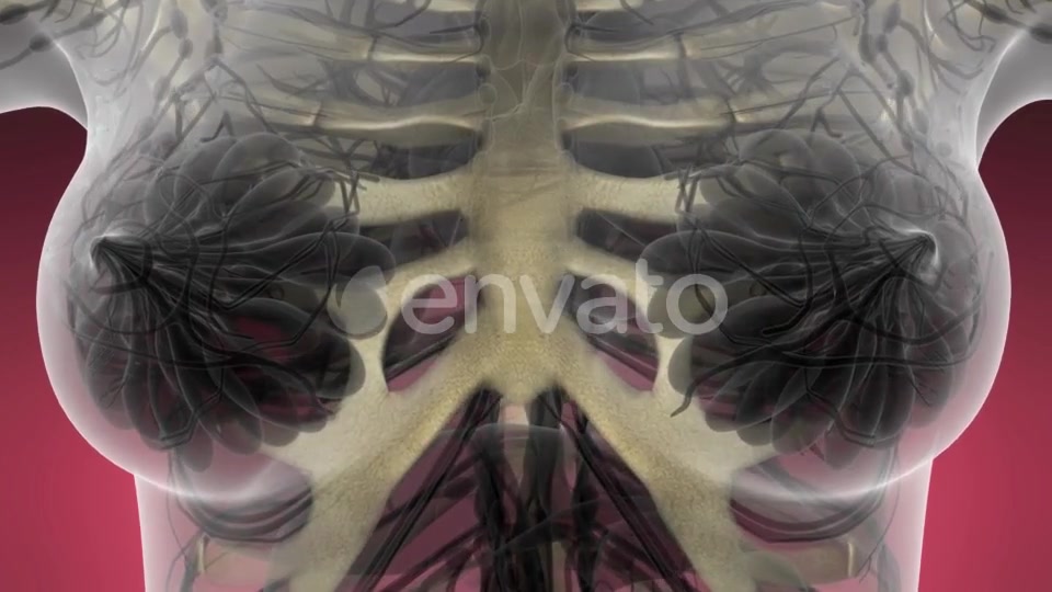 Human Body with Visible Skeletal Bones - Download Videohive 21742615