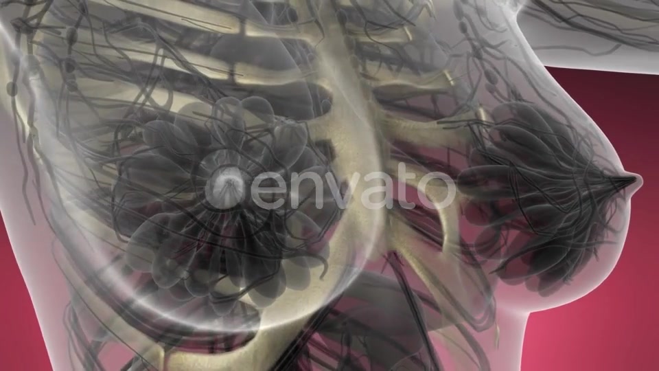 Human Body with Visible Skeletal Bones - Download Videohive 21742615