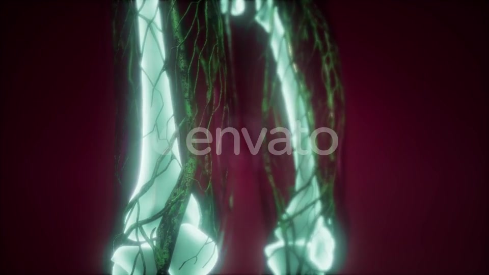 Human Body with Visible Skeletal Bones - Download Videohive 21742992