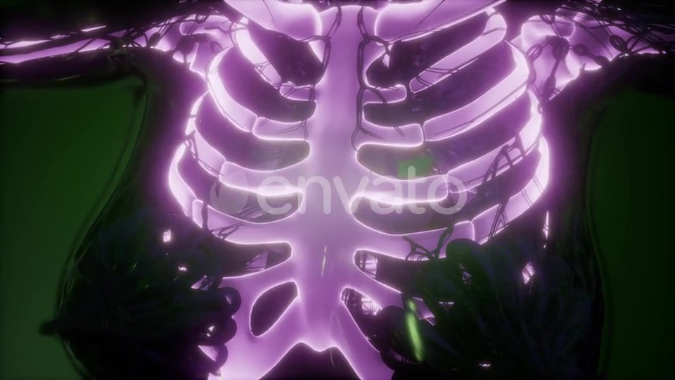 Human Body with Visible Skeletal Bones - Download Videohive 21978166