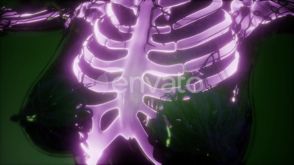 Human Body with Visible Skeletal Bones - Download Videohive 21978166