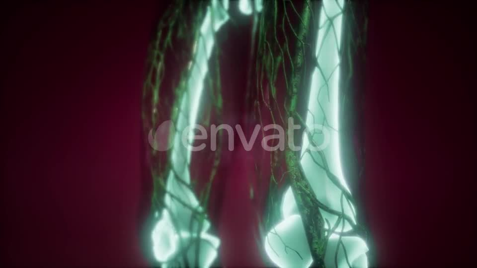 Human Body with Visible Skeletal Bones - Download Videohive 21987451