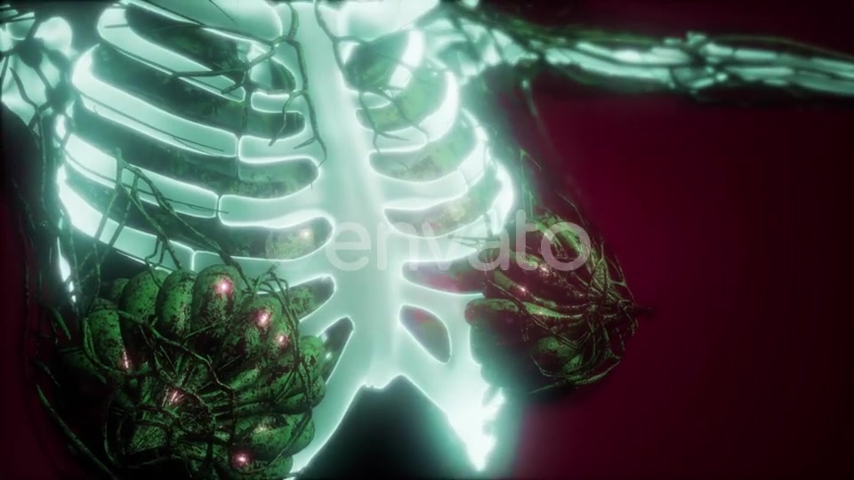 Human Body with Visible Skeletal Bones - Download Videohive 21987451