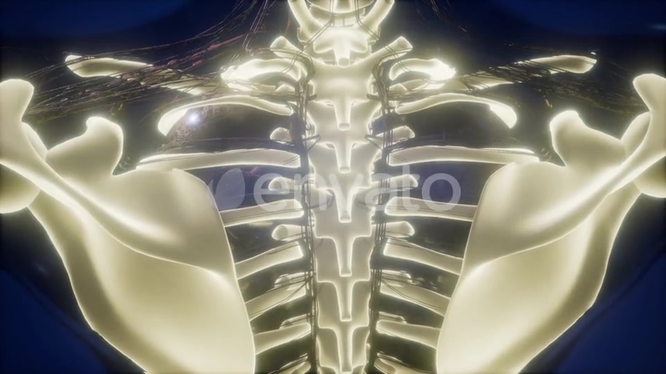 Human Body with Visible Skeletal Bones - Download Videohive 22008207