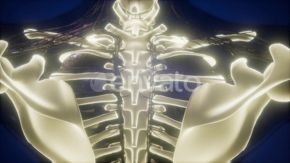 Human Body with Visible Skeletal Bones - Download Videohive 22008207