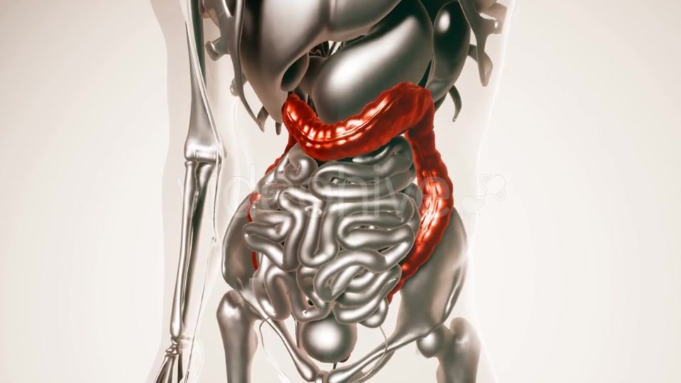 Human Colon Model with All Organs - Download Videohive 20902990