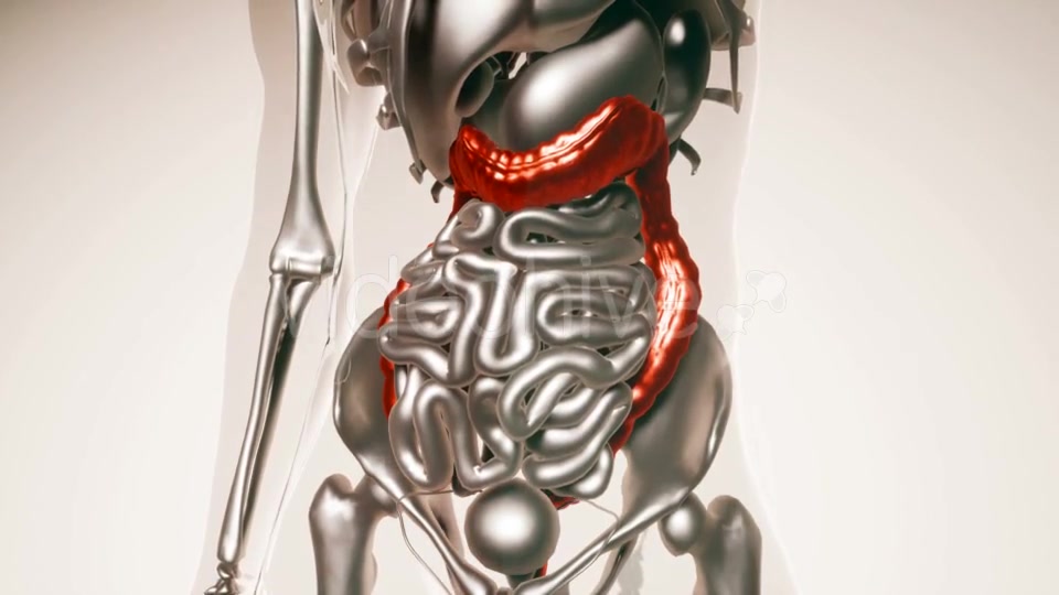 Human Colon Model with All Organs - Download Videohive 20902990