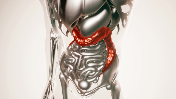 Human Colon Model with All Organs - Download Videohive 20902990