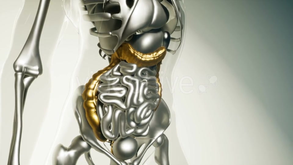 Human Colon Model with All Organs - Download Videohive 21535375