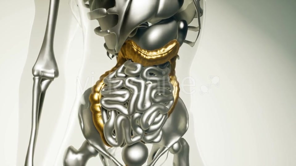 Human Colon Model with All Organs - Download Videohive 21535375