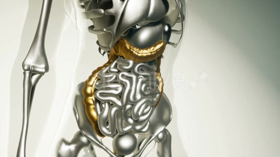 Human Colon Model with All Organs - Download Videohive 21535375