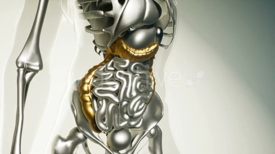 Human Colon Model with All Organs - Download Videohive 21535375