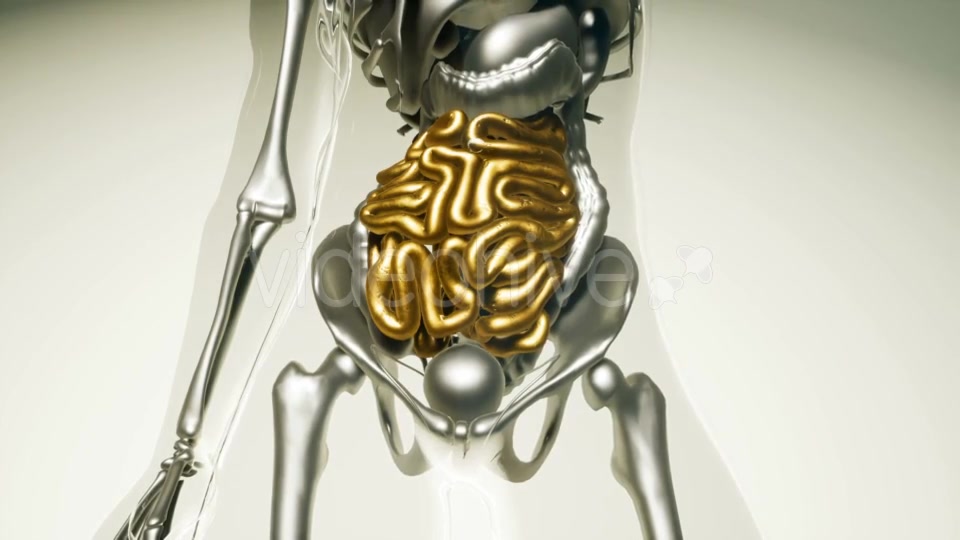 Human Intestine Model with All Organs and Bones - Download Videohive 20882782