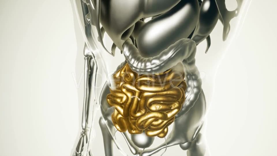 Human Intestine Model with All Organs and Bones - Download Videohive 20882782