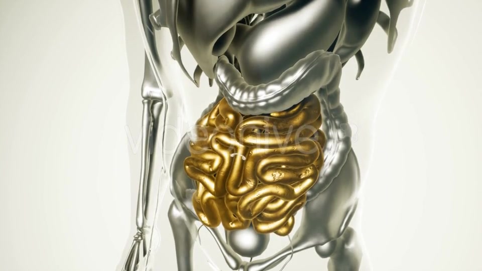 Human Intestine Model with All Organs and Bones - Download Videohive 20882782