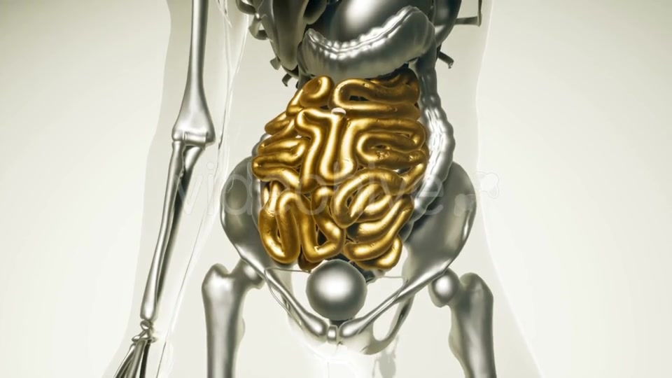 Human Intestine Model with All Organs and Bones - Download Videohive 20882782