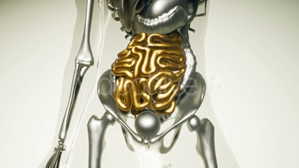 Human Intestine Model with All Organs and Bones - Download Videohive 20882782