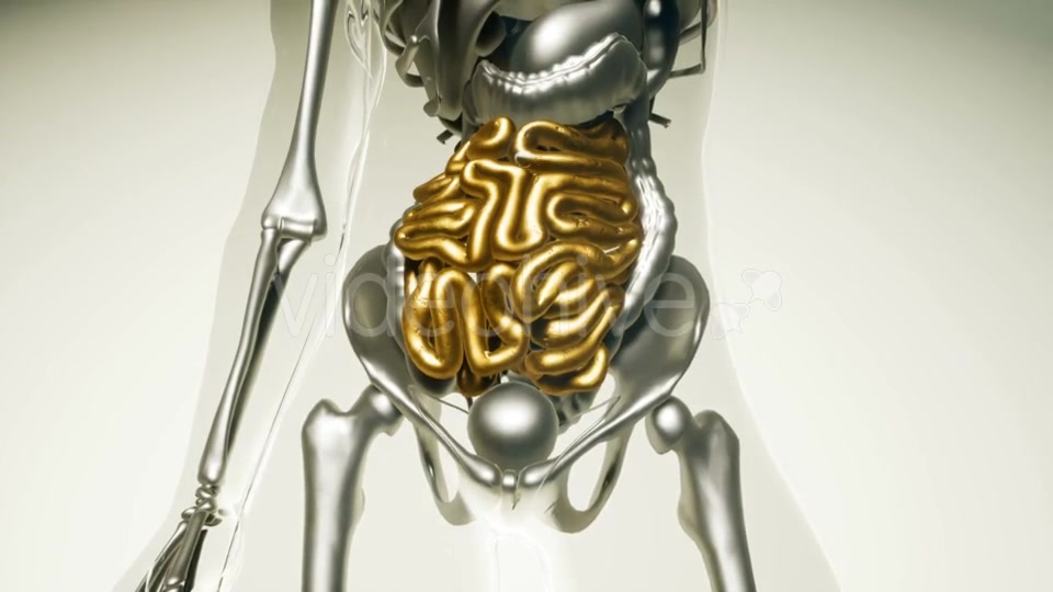 Human Intestine Model with All Organs and Bones - Download Videohive 20882782