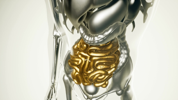 Human Intestine Model with All Organs and Bones - Download Videohive 20882782