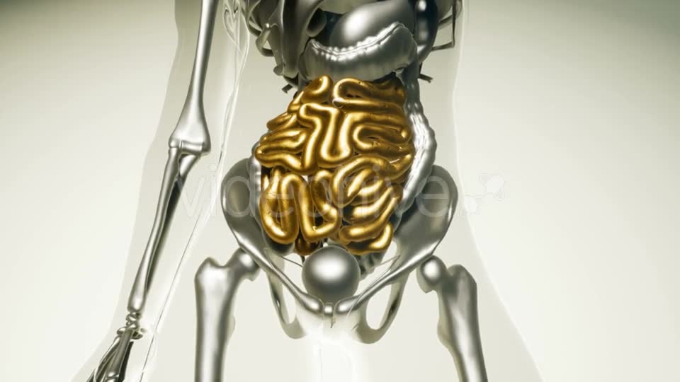 Human Intestine Model with All Organs and Bones - Download Videohive 20903155