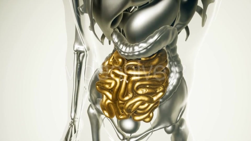 Human Intestine Model with All Organs and Bones - Download Videohive 20903155