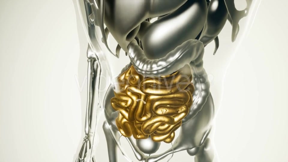 Human Intestine Model with All Organs and Bones - Download Videohive 20903155