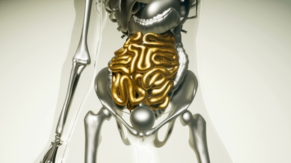 Human Intestine Model with All Organs and Bones - Download Videohive 20903155