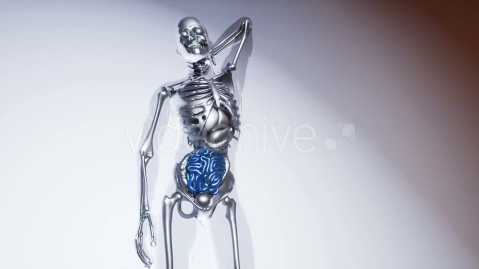 Human Intestine Model with All Organs and Bones - Download Videohive 20916057