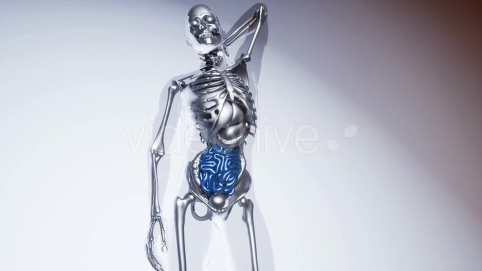 Human Intestine Model with All Organs and Bones - Download Videohive 20916057