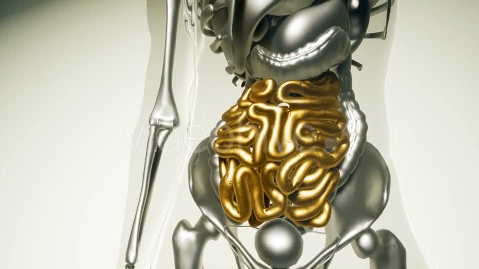 Human Intestine Model with All Organs and Bones - Download Videohive 20979933
