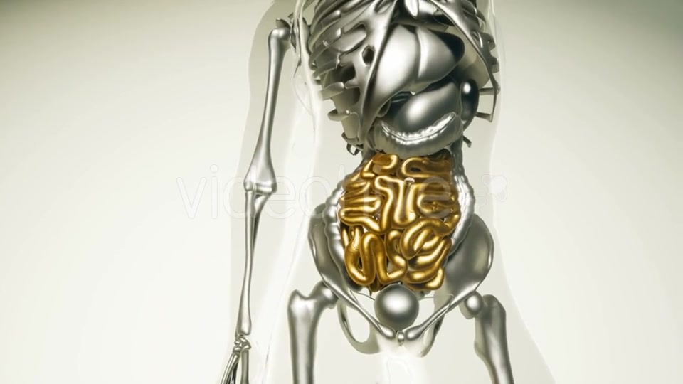 Human Intestine Model with All Organs and Bones - Download Videohive 20979933