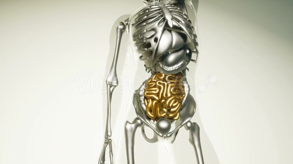 Human Intestine Model with All Organs and Bones - Download Videohive 20979933