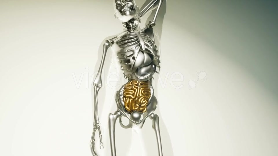 Human Intestine Model with All Organs and Bones - Download Videohive 20979933