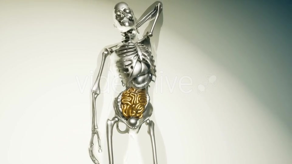 Human Intestine Model with All Organs and Bones - Download Videohive 20979933