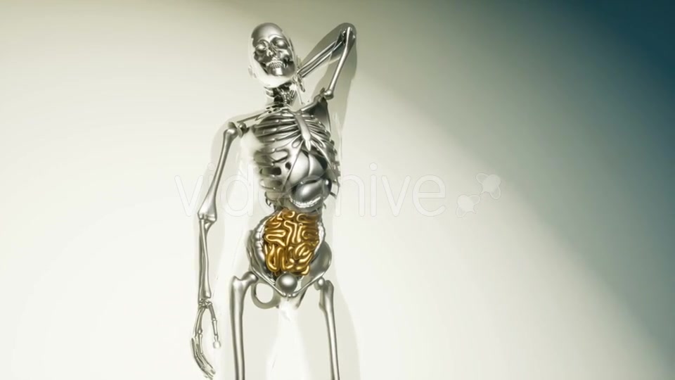 Human Intestine Model with All Organs and Bones - Download Videohive 20979933