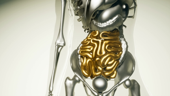 Human Intestine Model with All Organs and Bones - Download Videohive 20979933