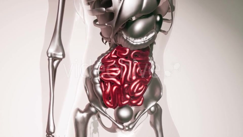 Human Intestine Model with All Organs and Bones - Download Videohive 20979988