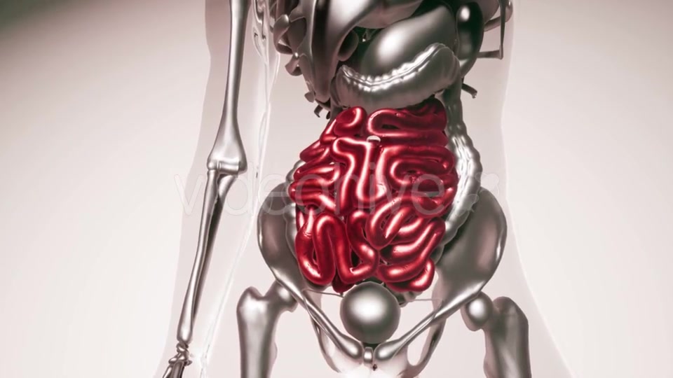Human Intestine Model with All Organs and Bones - Download Videohive 20979988