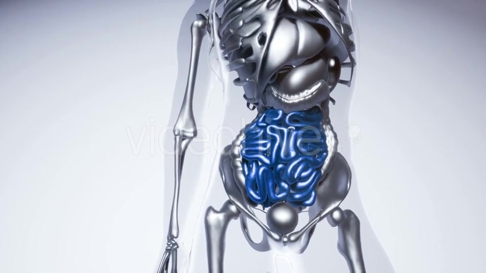 Human Intestine Model with All Organs and Bones - Download Videohive 21406957